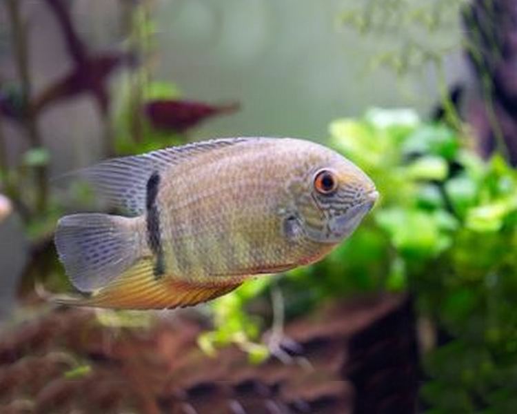 Green severum care online